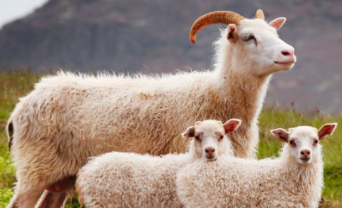 Sauðburðardagar KVH fengu góðar undirtektir